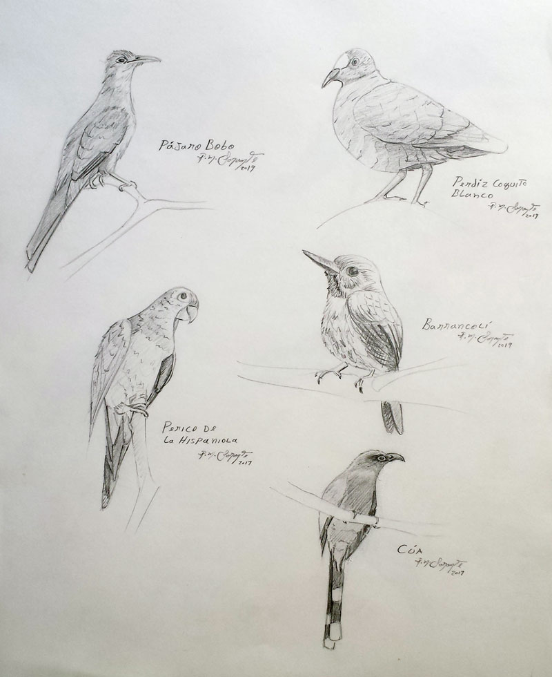 Draw a Bird of Prey 2 by Diana-Huang on DeviantArt, birds prey 2 -  zilvitismazeikiai.lt