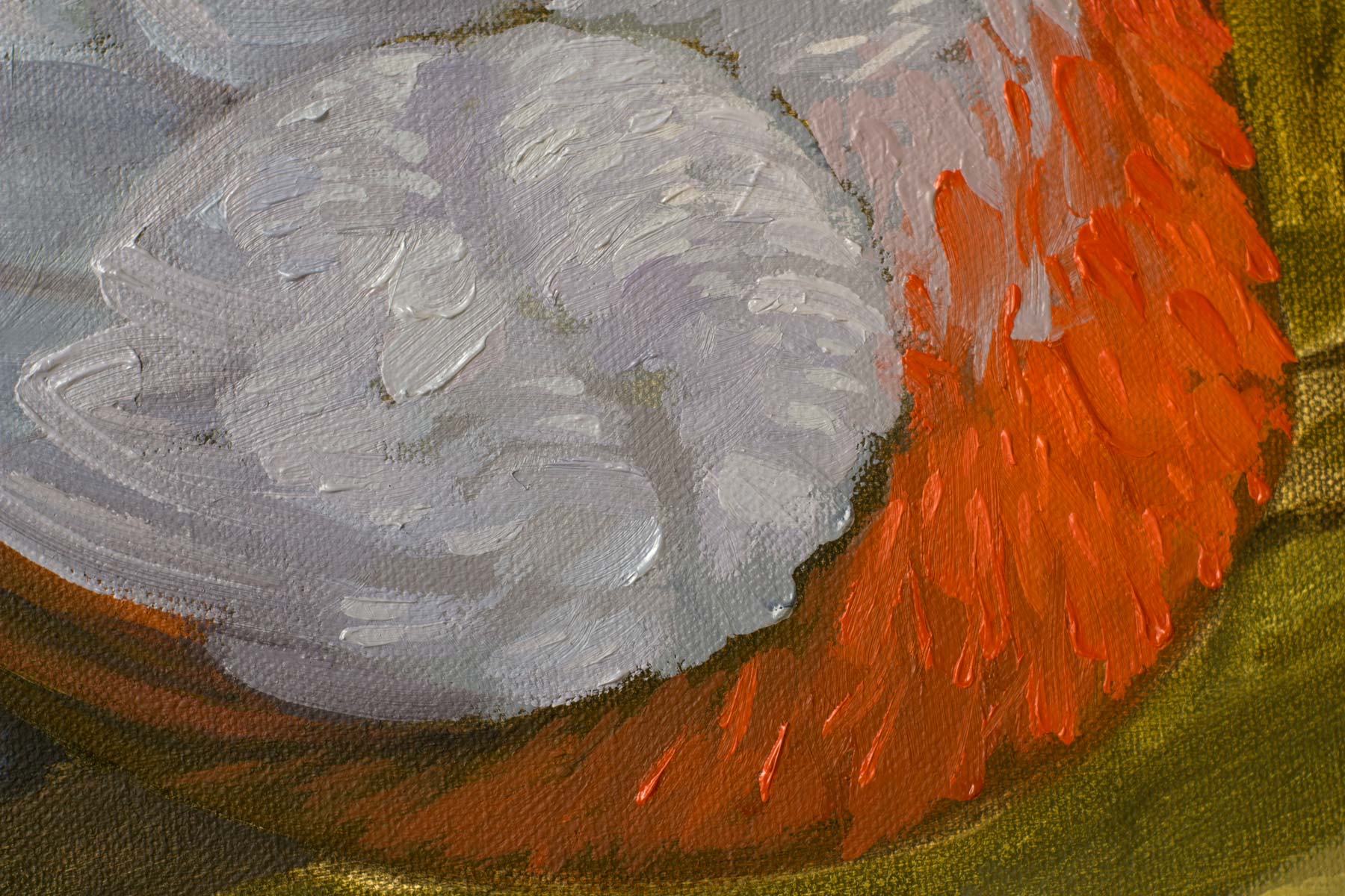 Close-up of layered gray wing feathers transitioning into the bird's bright coral-red breast.