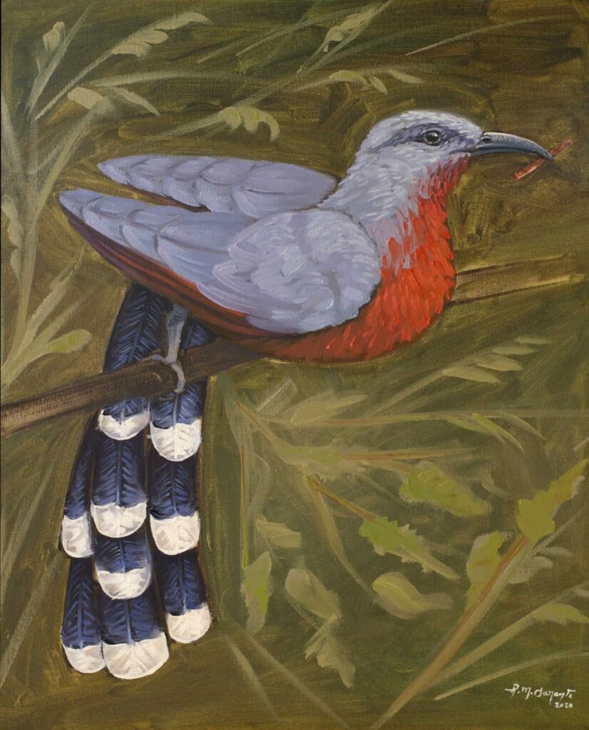 An oil painting of a Bay-breasted Cuckoo perched on a branch among tropical foliage, holding a small twig in its curved bill.
