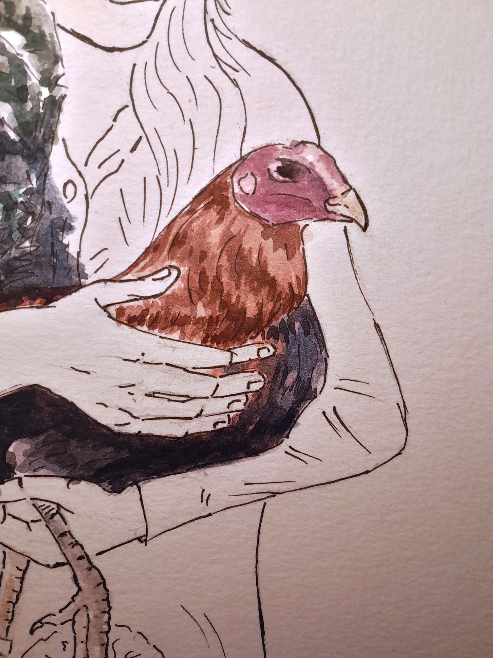 Close-up of the woman’s hands gently holding the rooster, highlighting its reddish-brown plumage, magenta-red head, dark body, and curved beak.