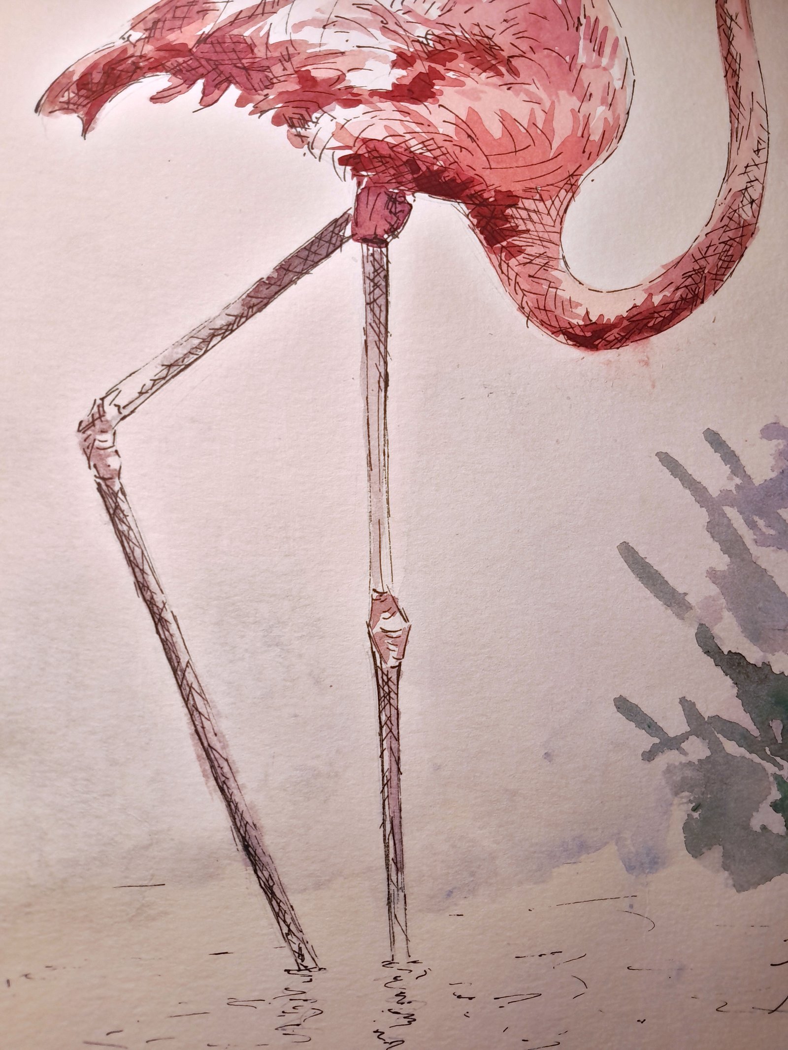 Close-up of the flamingo’s long, thin legs extending into shallow water, with technical pen hatching defining the joints and subtle linear reflections beneath the feet.