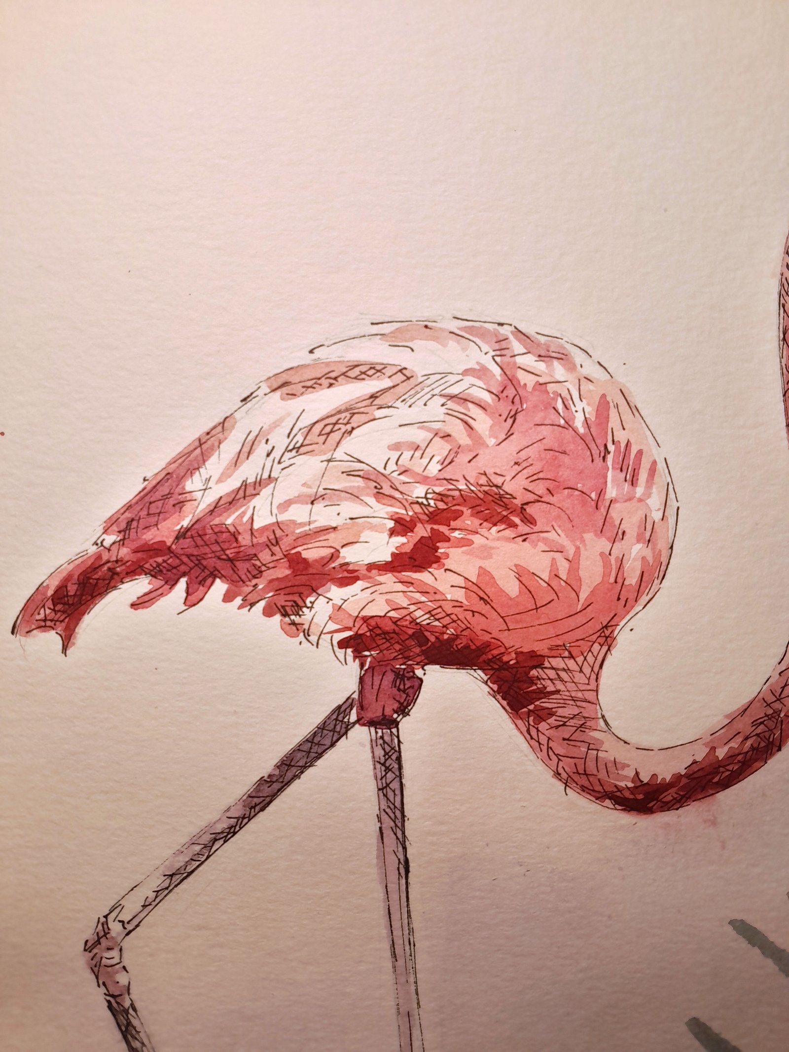 Close-up of the flamingo’s rounded body and folded wing, combining layered pink, coral, and deep red watercolor washes with fine technical pen hatching and feather marks.
