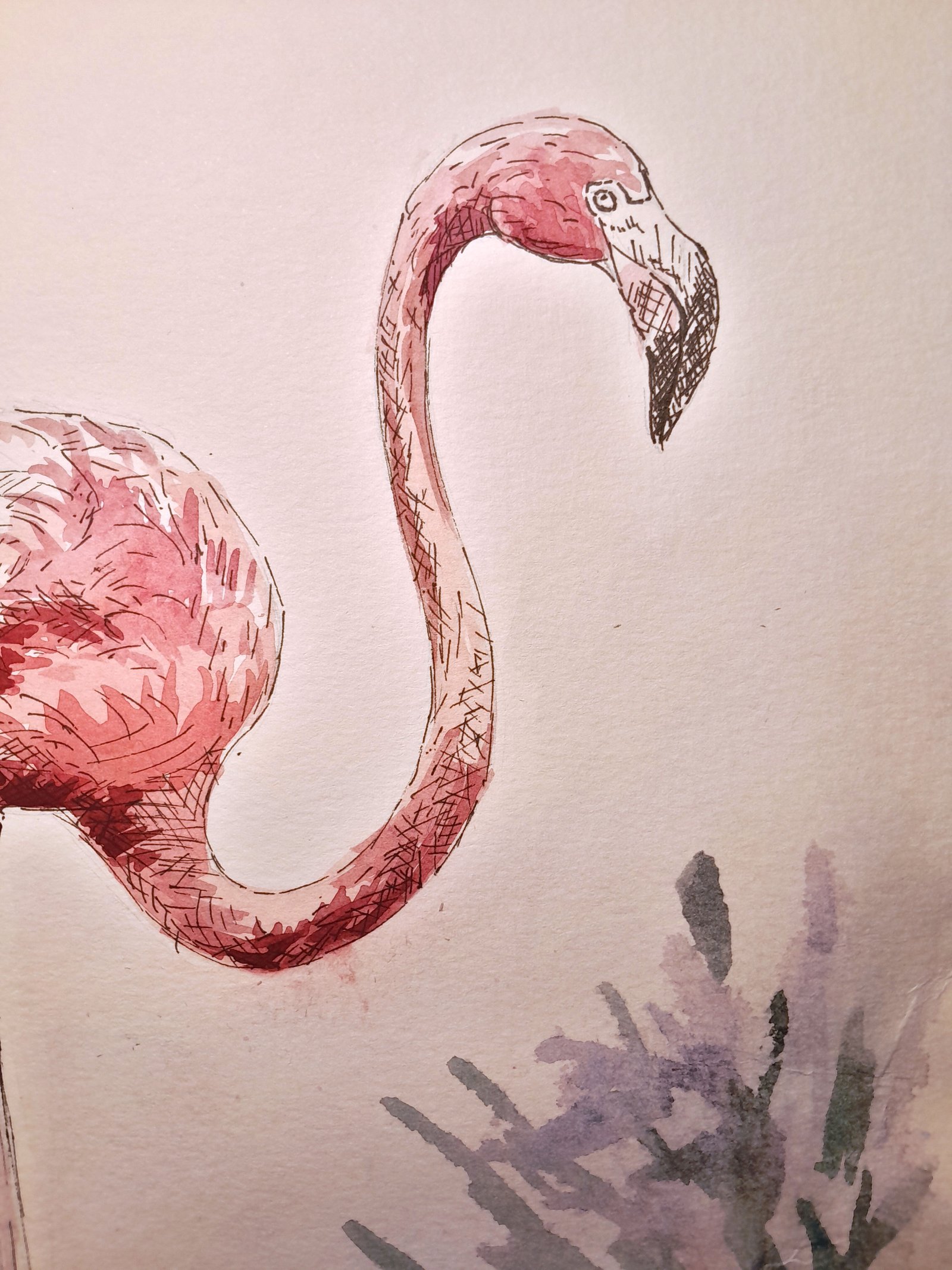 Close-up of the flamingo’s curved neck, head, eye, and downward-pointing hooked bill, rendered with pink watercolor washes and detailed technical pen linework.